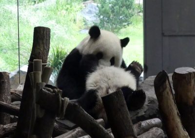 Panda-Meng-Meng-Pit-oder-Paule-Zoo-Berlin