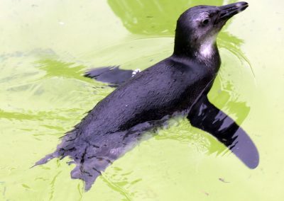 Pinguin-schwimmend-Zoo-Berlin