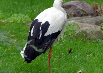 Storch-auf-einem-Bein-Zoo-Berlin