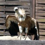 Falknerei Wörlitzer Park